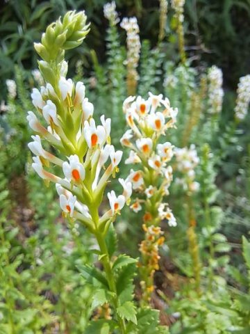 Hebenstretia dura leaves and spike